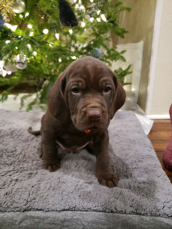 Chocolate Lab X Vizsla puppies. Ready to go Saturday. Dogs & Puppies for Rehoming Stratford