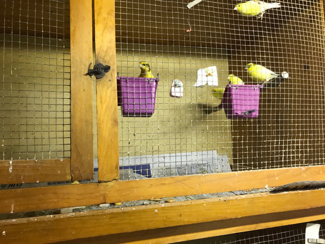 German Roller Canary in Birds for Rehoming in Ottawa
