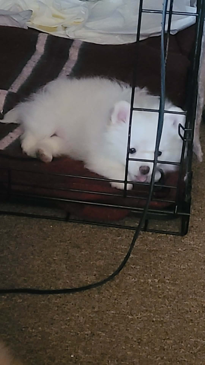 SNOWY ~ RARE WHITE POMPERIAN Female Puppy for sale!, View more
