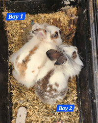 Male bunnies and baby boys