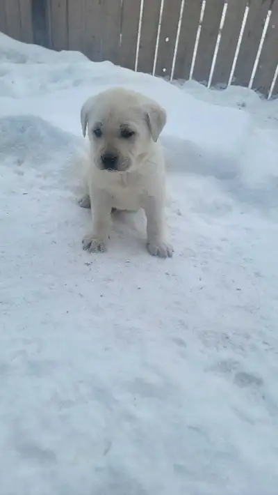 lab pups , View more