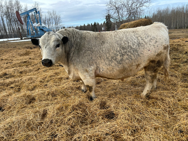 Registered speckle park bull in Livestock in St. Albert