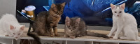 Kittens looking for a Loving Family