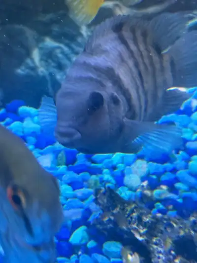 cichlids, View more