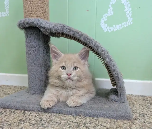 Cream big maine coon kitten in Cats & Kittens for Rehoming in Moncton - Image 6