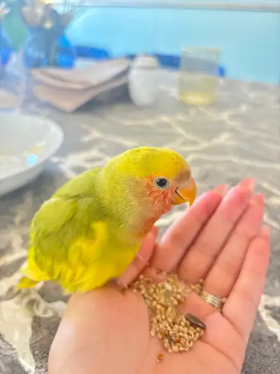 Hand fed tamed baby lovebird, View more
