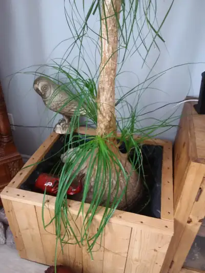 Pied elepnant  130$, View more