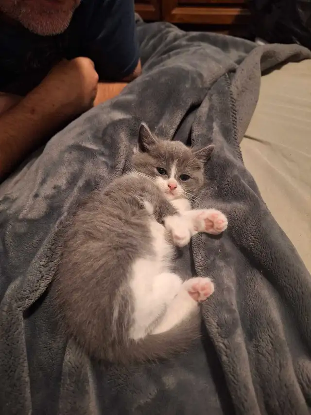 ragdoll cross siberian kittens