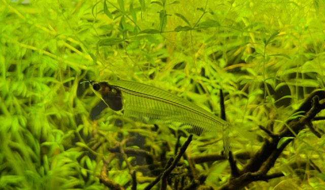 3X Ghost/Glass Catfish in Fish for Rehoming in Ottawa - Image 2