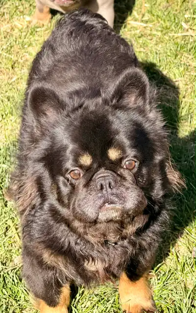 Mâle Bouledogue Français AKC - Pure Race, View more