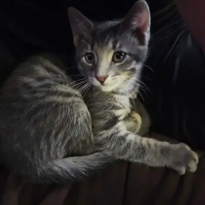I have 1 grey tabby boy, 1 grey tabby girl who look the same. Also 1 boy tabby with white paws and s...