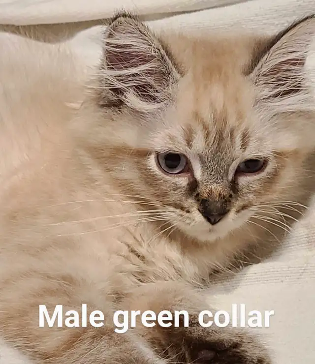 ADORABLE NEVA MASQUERADE SIBERIAN KITTENS