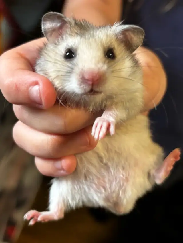 Baby Hamsters in Small Animals for Rehoming in St. Catharines - Image 2