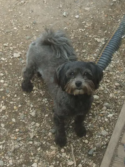 We have two females and one male ready to go home in July. Flower is available now. We include first...