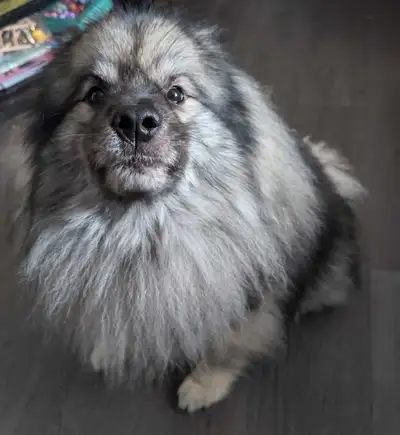 Male unaltered 2yr old microchipped pure bred keeshond. Crate trained, potty trained, good on leash,...