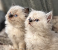 Persian Himalayan Doll Face Kittens