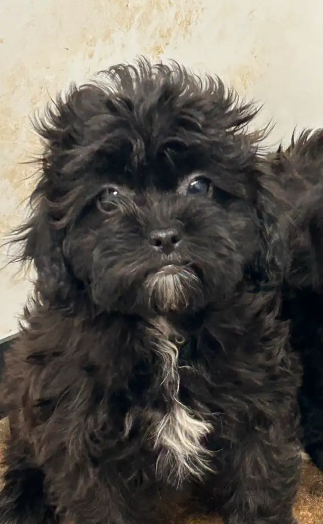 Shihpoo  Puppies Available in Dogs & Puppies for Rehoming in Owen Sound - Image 6