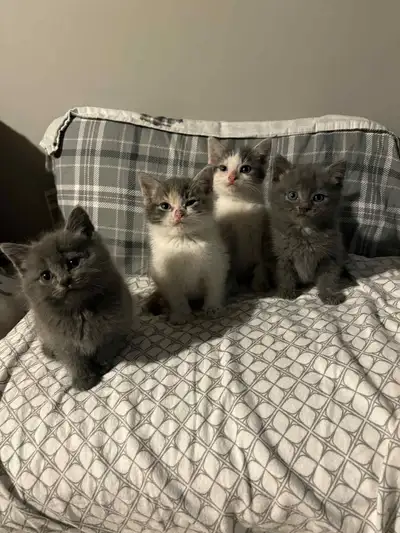 2 chatons males tous gris 1 chaton mal gris et blanc vermifuger habituer enfants autres chats et chi...