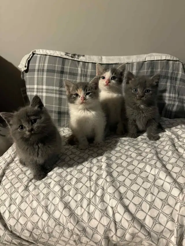 2 Chatons in Cats & Kittens for Rehoming in Drummondville - Image 2