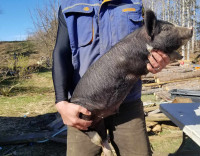 Berkshire Piglets for sale.