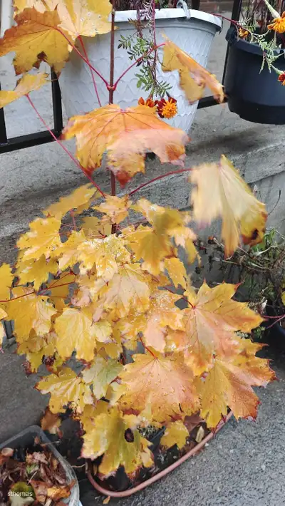 Maple tree, View more