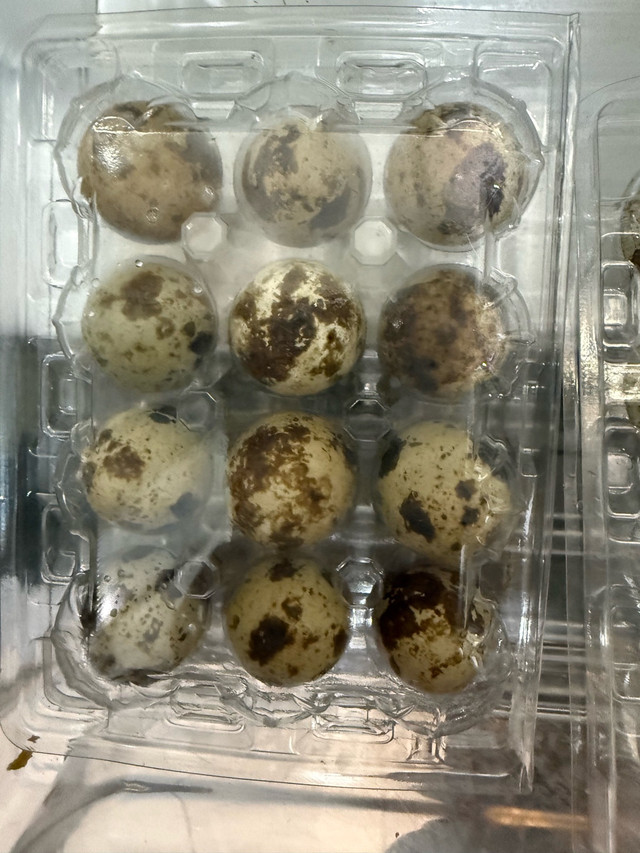 œuf de cailles frais  4$ la douzaine ou féconde 5$ la douzaine dans Animaux de ferme  à Ville de Québec
