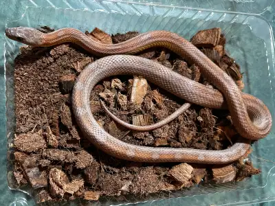 Ghost Motley Corn Snake, View more