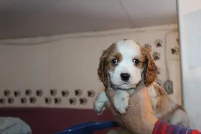 ONLY ONE GORGEOUS COCKER X PUPPY  LEFT, View more