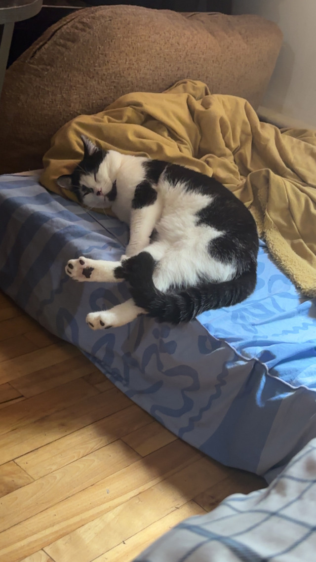 Cat tuxedo dans Chats et chatons à adopter  à Ville de Montréal - Image 2