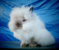 EXCEPTIONAL Double Mane SnowWhite Baby ! - VERY AFFECTIONATE 