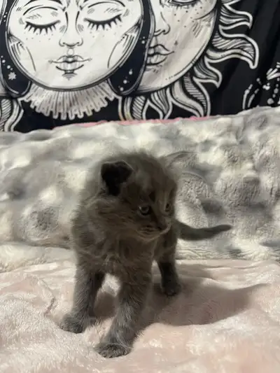 russian blue kittens for sale, View more