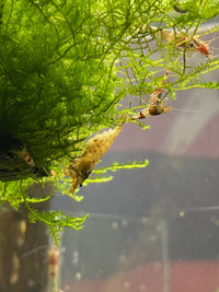 Crystal Red and Black Caridina Shrimp + Few Snow Whites