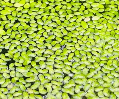 Selling a zip lock bag worth of duckweed if anyone is interested. It will be filled with duckweed an...