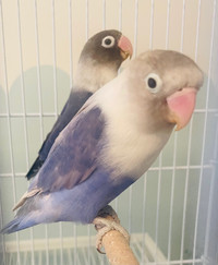 Young breeding pair! Blue and violet Masked lovebirds! 