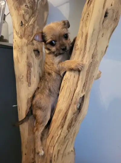 1 LEFT!! TINY BOSTON TERRIER X  YORKIE PUPPY, View more