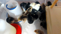 Olive eggers and Bresse, day old chicks 