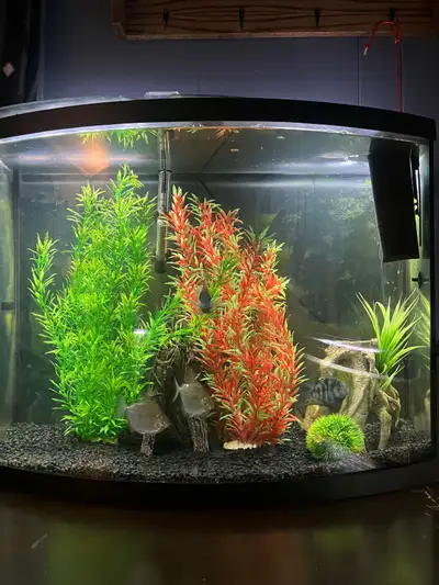 40 gallon bow front aquarium, View more
