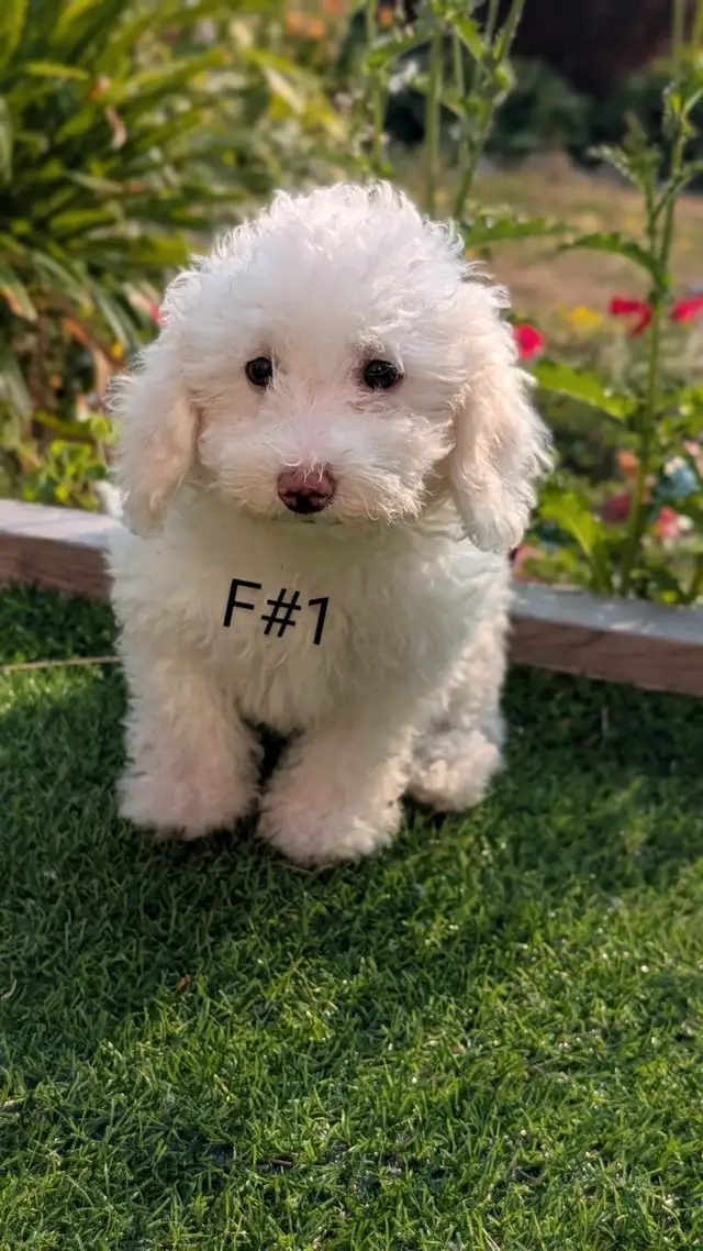 Bichonpoo puppies in Dogs & Puppies for Rehoming in Barrie - Image 3