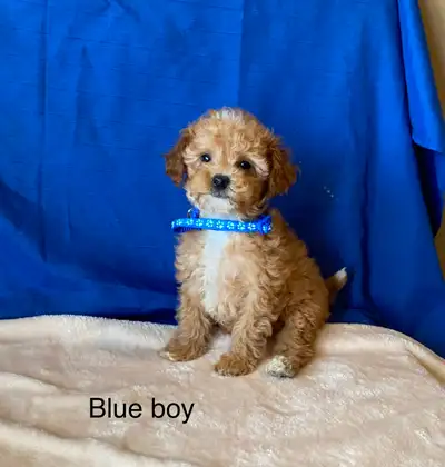 Poodle x bichon puppies, View more