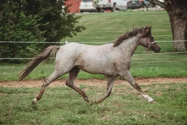 Sec B Welsh Pony Stallion in Horses & Ponies for Rehoming in City of Toronto - Image 4