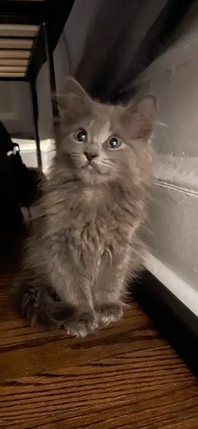Gray kitten, 12 weeks old, litter trained, on a raw and wet diet. Been eating supper healthy and is...