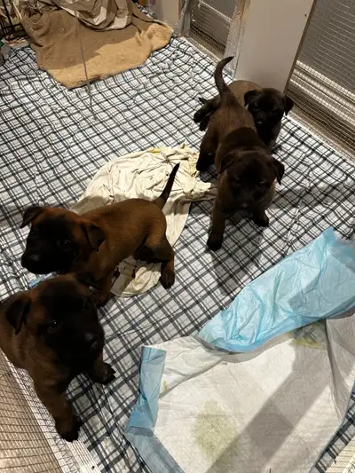 Belgian Malinois Puppies, View more