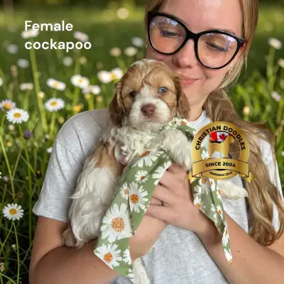 Quality COCKAPOOS 21 years experience, View more