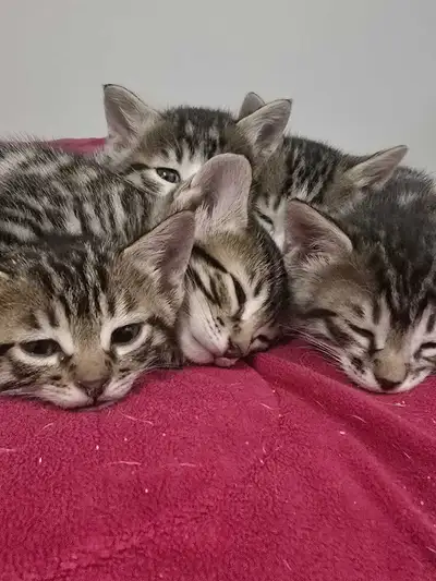 3 Bengal Mix Kittens Left!, View more