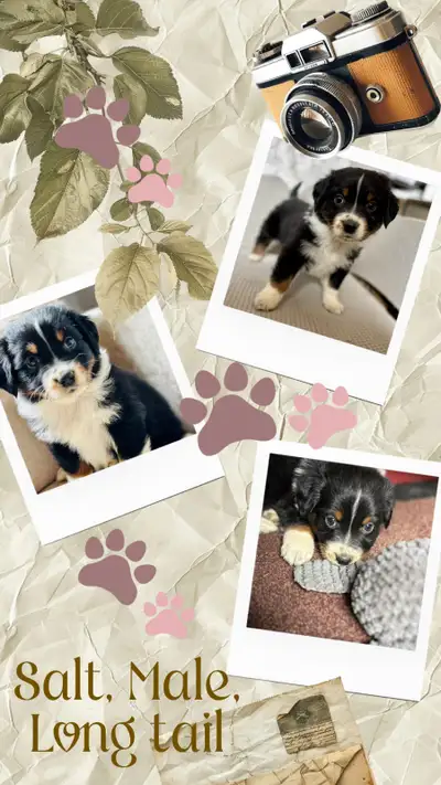 CKC Registered Australian Shepherd Puppies, View more
