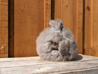 Pedigreed English Angora bunny / rabbit