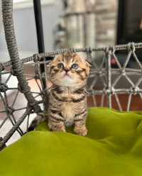 Purebred Scottish Fold kittens for sale