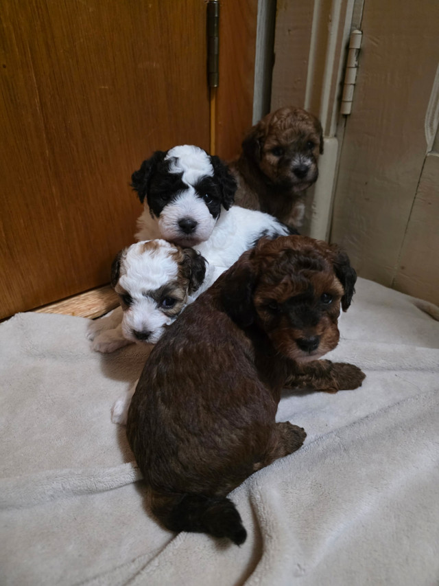 bebes caniches dans Chiens et chiots à adopter  à Ville de Québec - Image 3