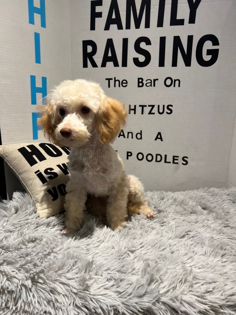 Toy Poodle Pup Male 4 months old Dogs & Puppies for Rehoming Barrie