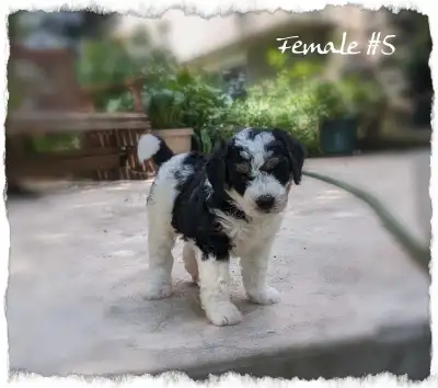Bernedoodle F1b mini Tri coloured puppies for sale! , View more
